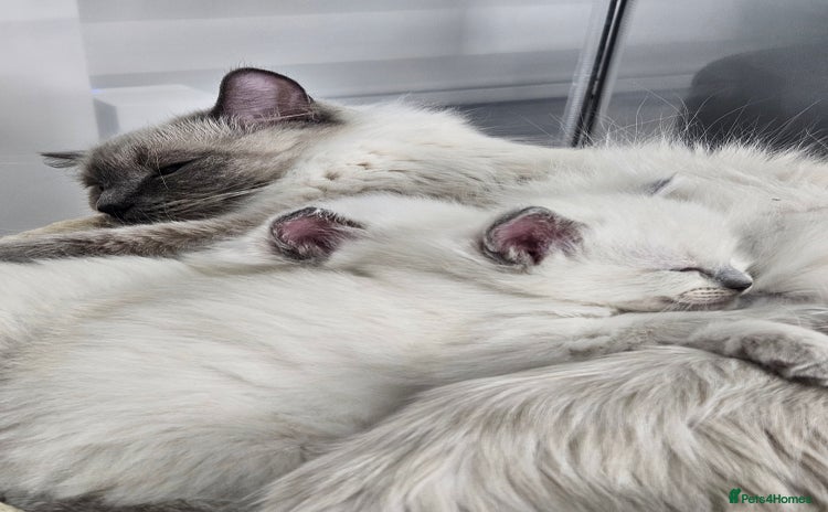 Ragdoll cats Purebred Blue Point Ragdoll Kittens 🩷💙 - Advert 4