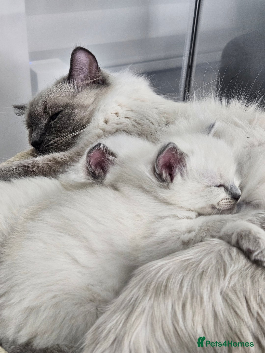 Ragdoll cats for sale: Purebred Blue Point Ragdoll Kittens 🩷💙 - Advert 1