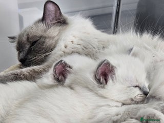 Ragdoll cats Purebred Blue Point Ragdoll Kittens 🩷💙 - Advert 4