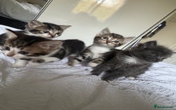 Domestic Shorthair cats for sale: 7 kittens ready 22nd November  - Image 2