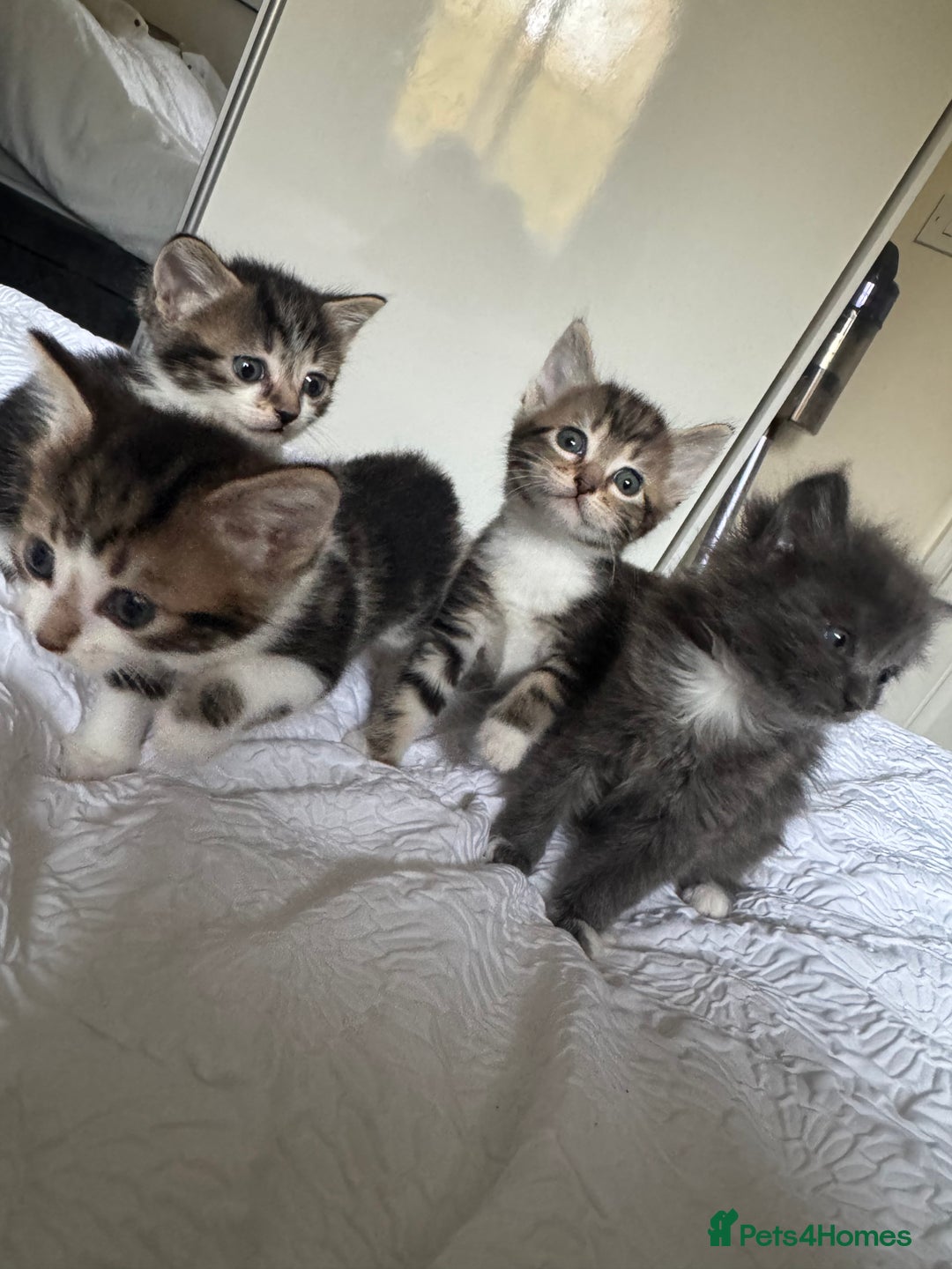 Domestic Shorthair cats for sale: 7 kittens ready 22nd November  - Image 2