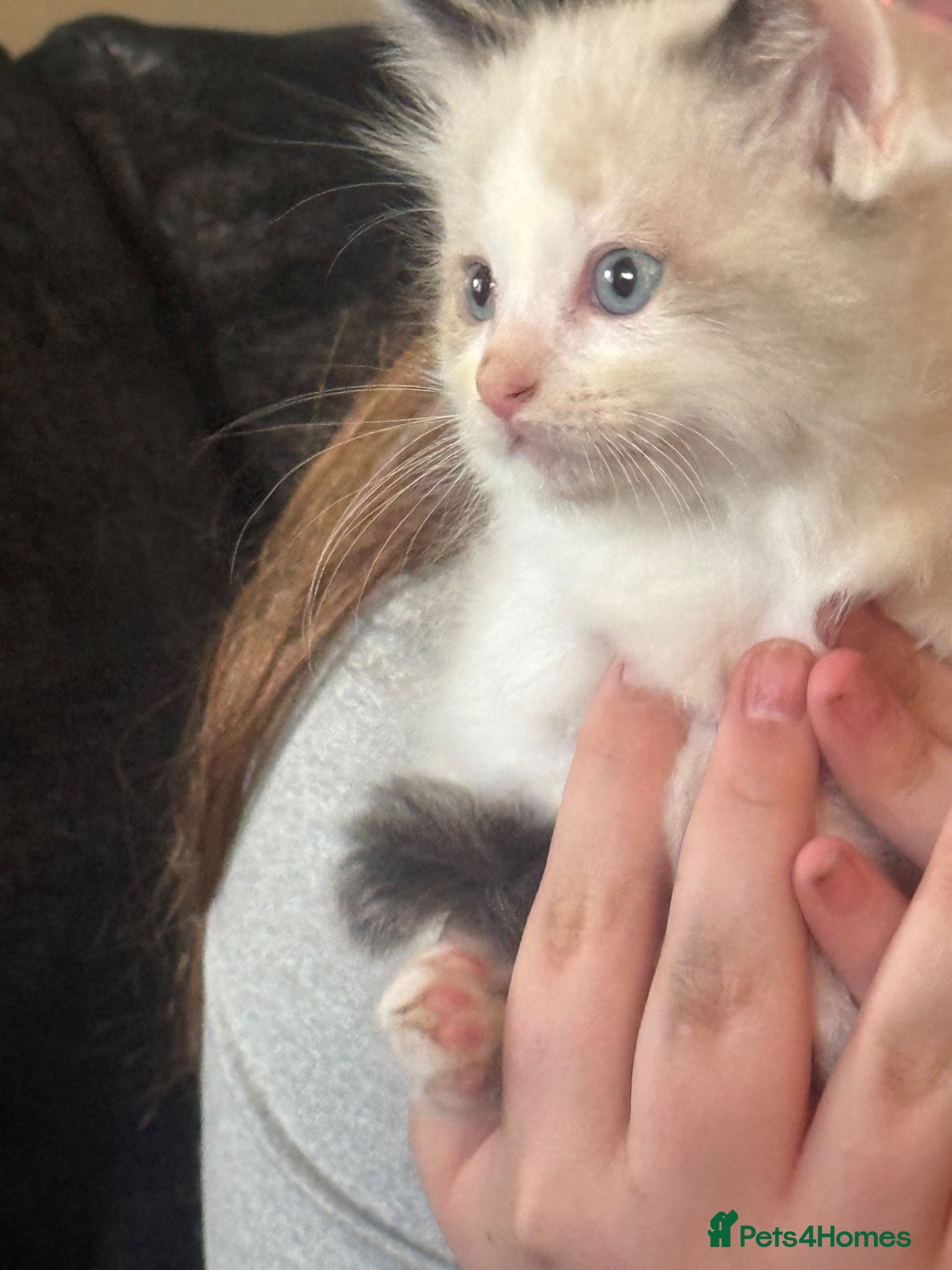 Ragdoll cats Stunning Ragdoll kittens  - Advert 2