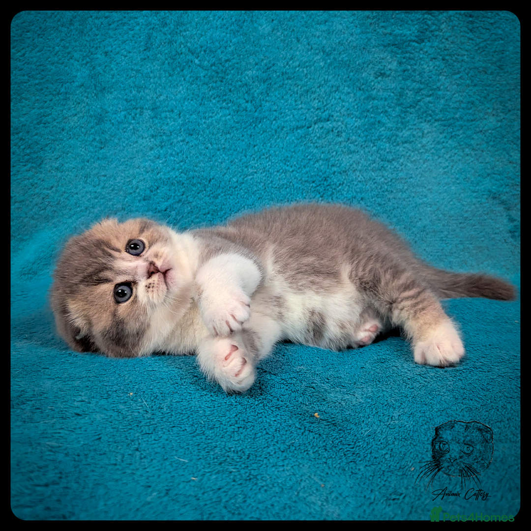 Scottish Fold cats for sale: TICA Registered Scottish kittens - Advert 18