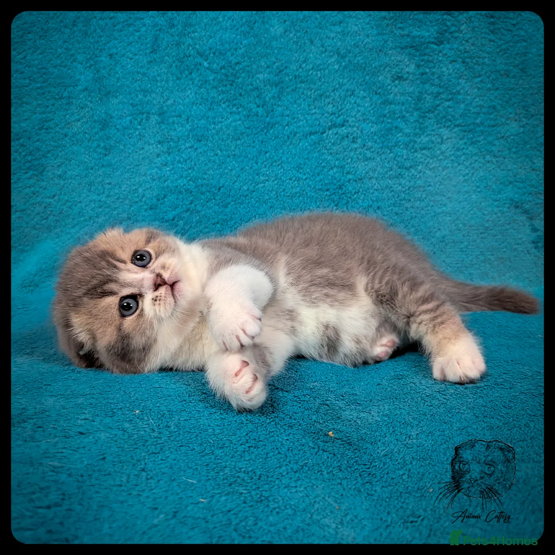 Scottish Fold cats for sale: TICA Registered Scottish kittens - Advert 18