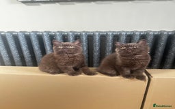 British Shorthair cats for sale: READY NOW GCCF REG CHUNKY CHOCOLATE  BS KITTENS  - Image 9