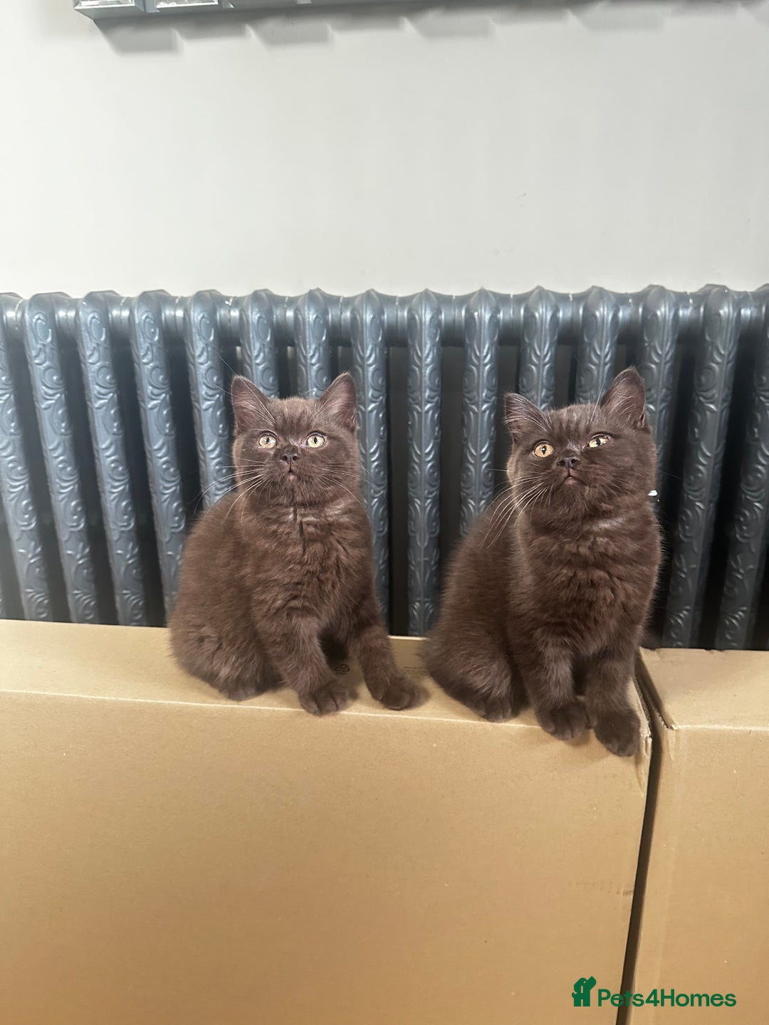 British Shorthair cats for sale: READY NOW GCCF REG CHUNKY CHOCOLATE  BS KITTENS  - Image 9