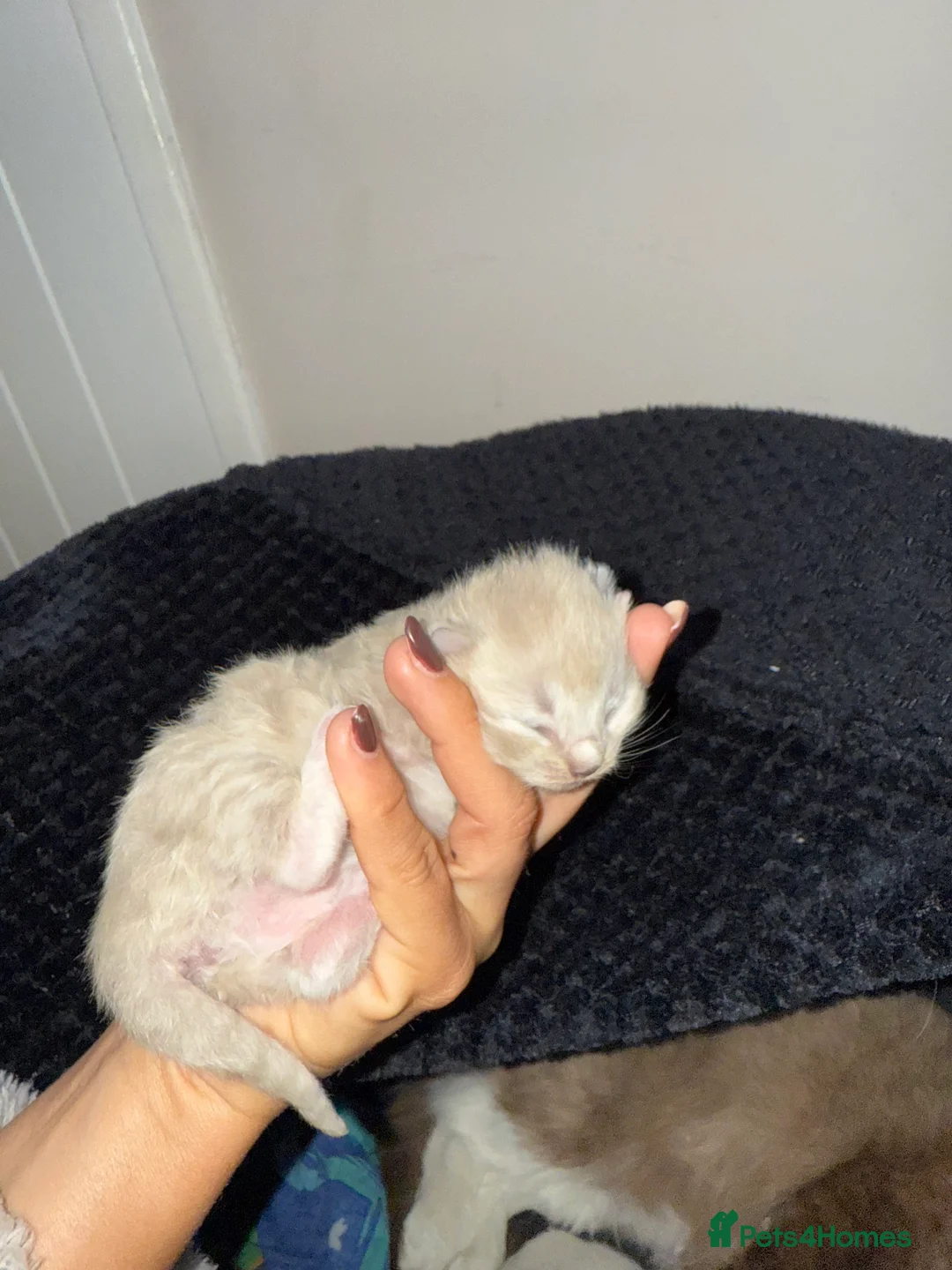 Ragdoll cats for sale: 3 female ragdolls including mink lynx  - Advert 8