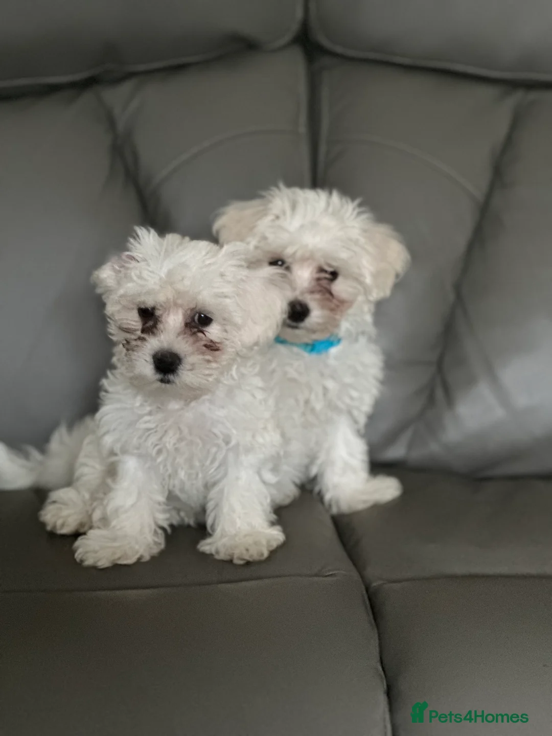 Bichon Frise dogs for sale: Two Mini Bichon Frise Ready for their New Home - Advert 1