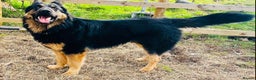 German Shepherd dogs for stud: German Shepherd Stud Long Coat straight back in Slough - Advert 11