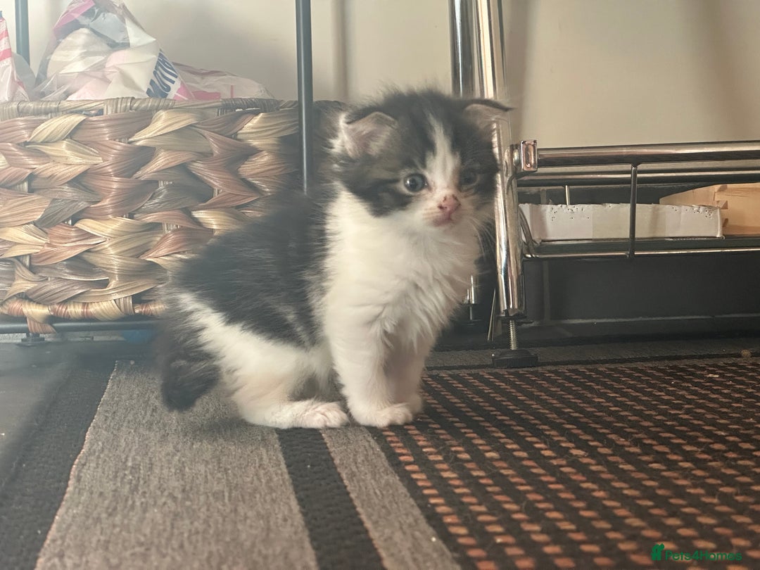 Scottish Fold cats for sale: Scottish Fold Kittens - Image 23