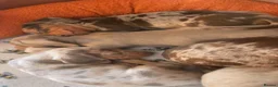 Miniature Dachshund dogs for sale: Stunning unique miniature dachshund puppies  - Advert 2