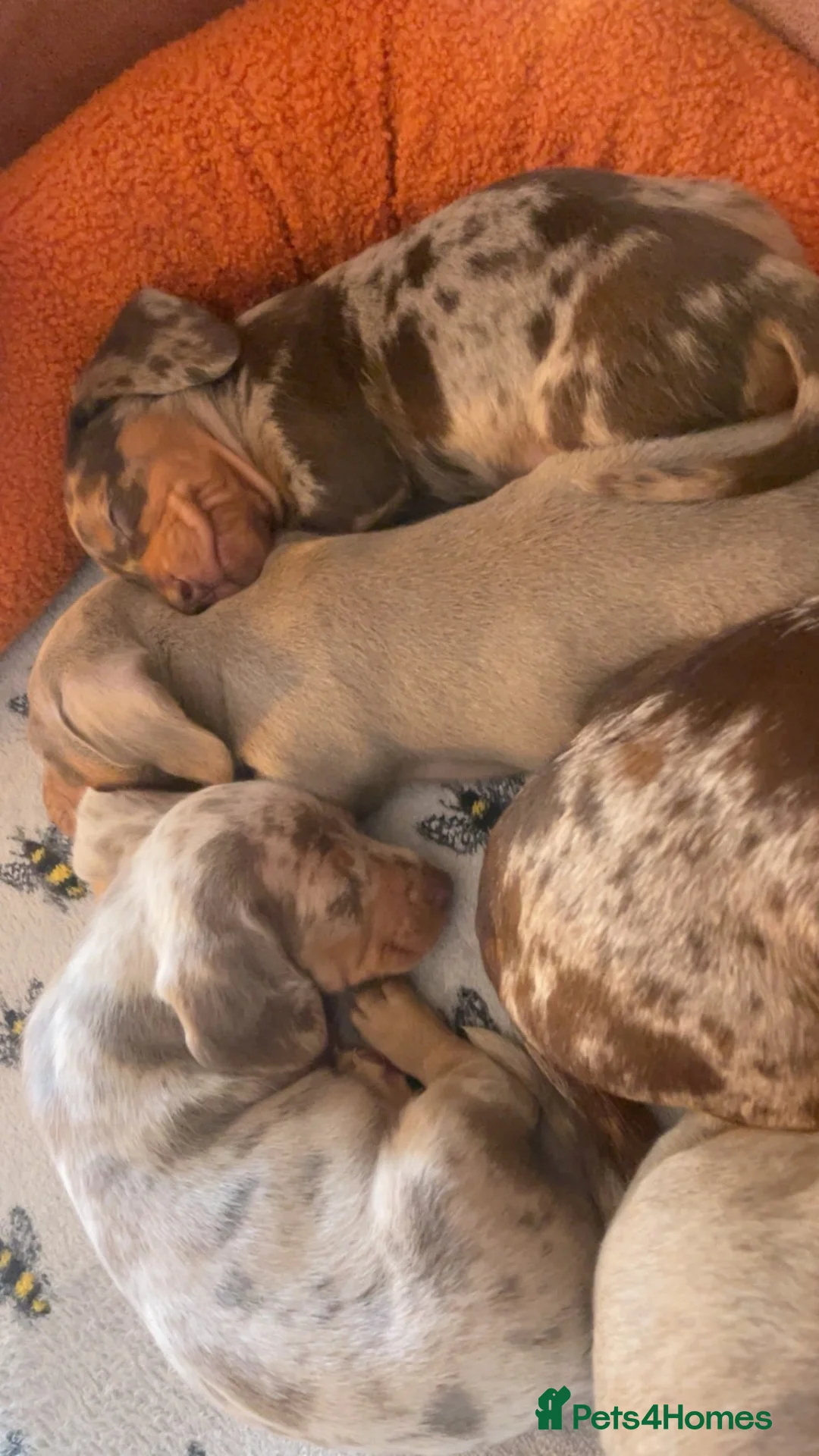 Miniature Dachshund dogs for sale: Stunning unique miniature dachshund puppies  - Advert 2