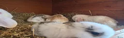 Mixed Breed rabbits for sale: Angora x French lop bunnies - Advert 14