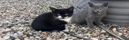 Mixed Breed cats for sale: Kittens for Sale - Advert 7