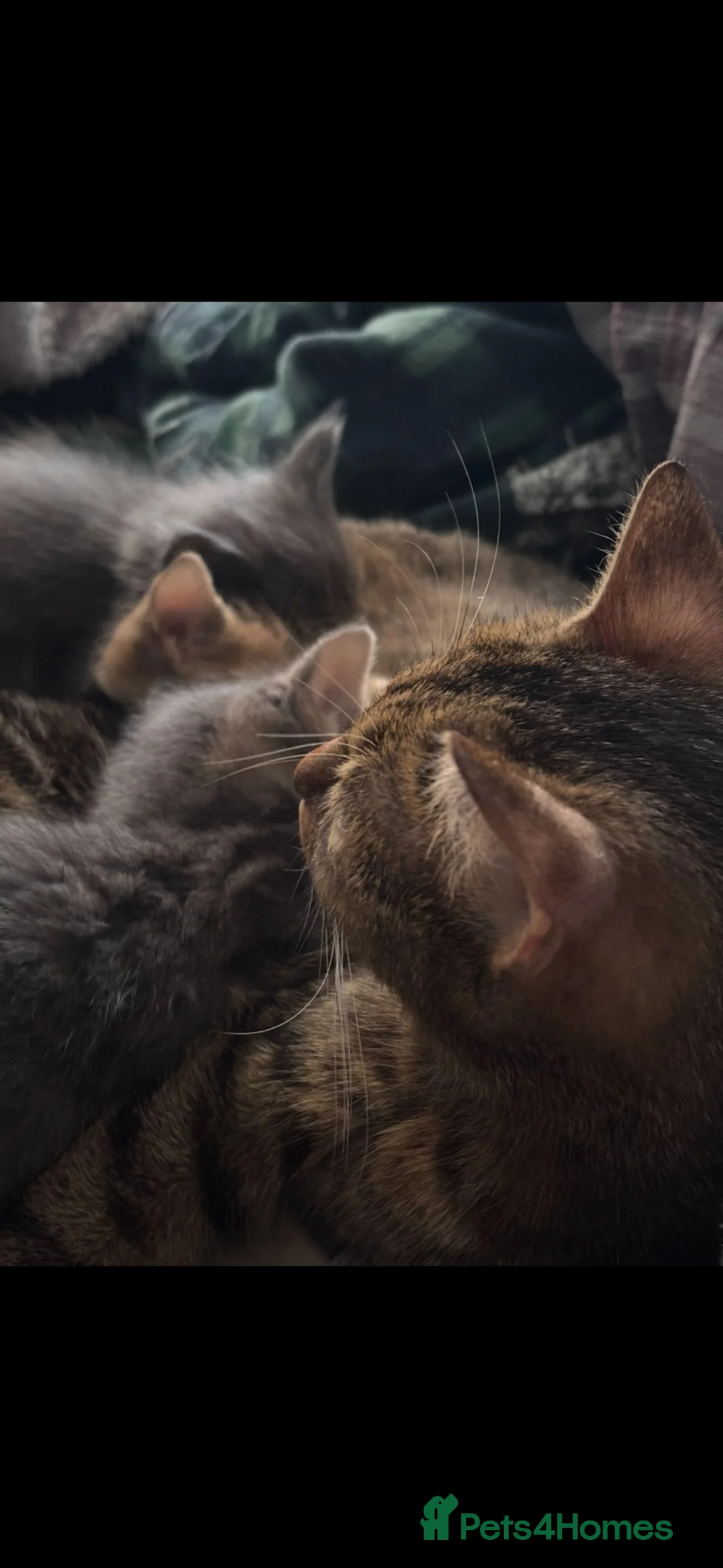 Mixed Breed cats for sale: Mixed breed kittens - Advert 2