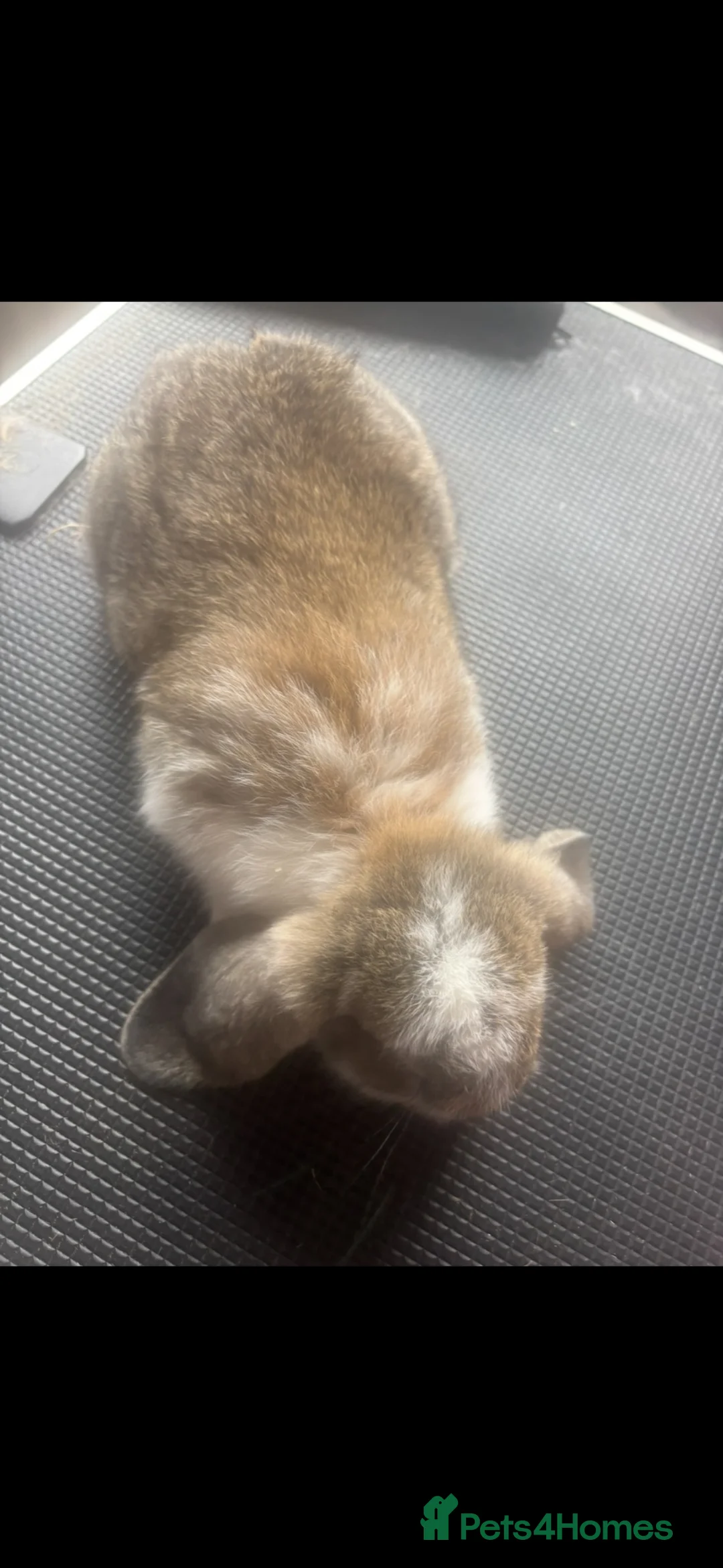 French Lop rabbits for sale: Two French lops - Advert 4