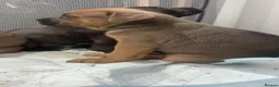 Cane Corso dogs for sale: Beautiful cane corso puppies  - Advert 7