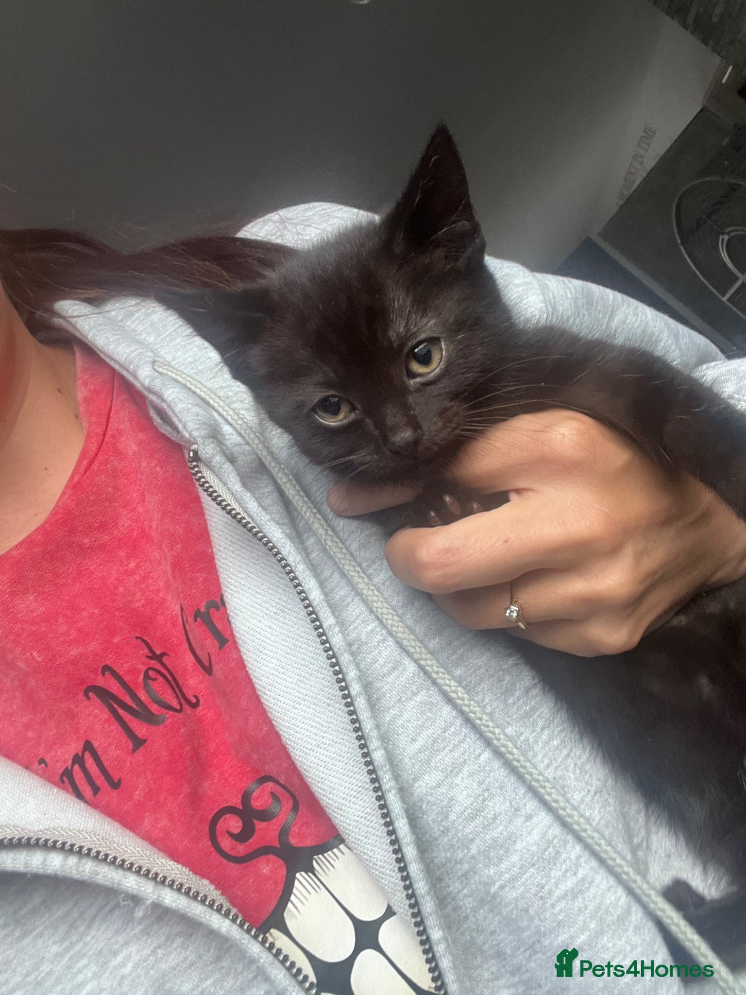 Mixed Breed dogs Last beautiful kitten Ready now - Advert 9