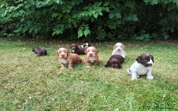 Cocker Spaniel dogs for sale: Cocker Spaniel Puppies - Image 1