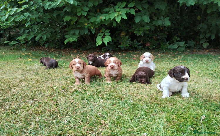 Cocker Spaniel dogs - Advert 2