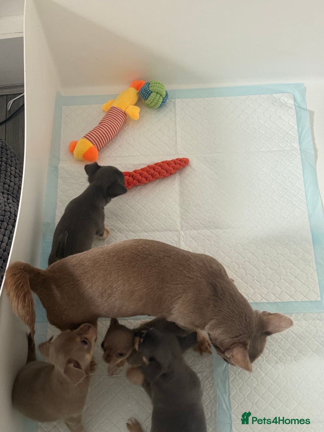 Chihuahua dogs for sale: Stunning chihuahua puppies  - Image 6