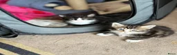 Mixed Breed cats for sale: Mixed breed kittens  in Rotherham - Advert 9