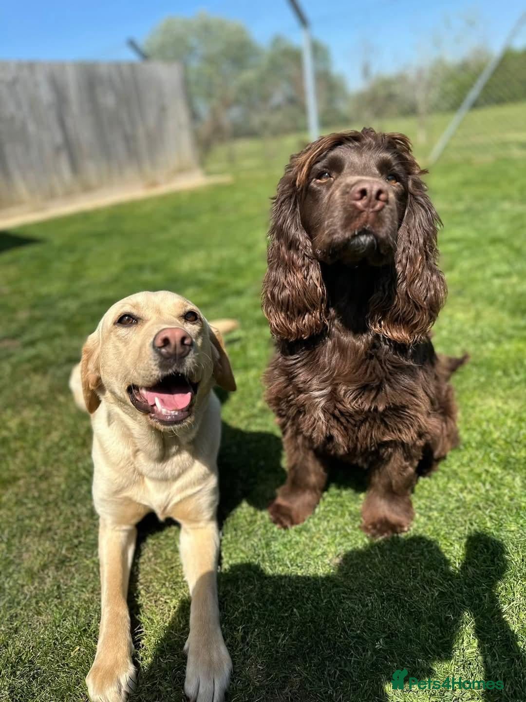 Labrador Retriever dogs for sale: Rumi & Tala - Advert 15