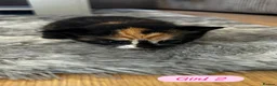 Mixed Breed cats for sale: Calico Kittens - Advert 8