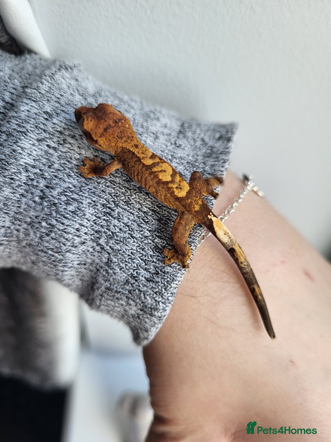 Gecko reptiles for sale: Unsexed Baby Crested Geckos - Advert 2
