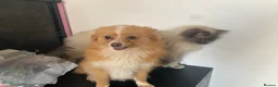 Pomeranian dogs for sale: 3 females for sale  - Advert 4