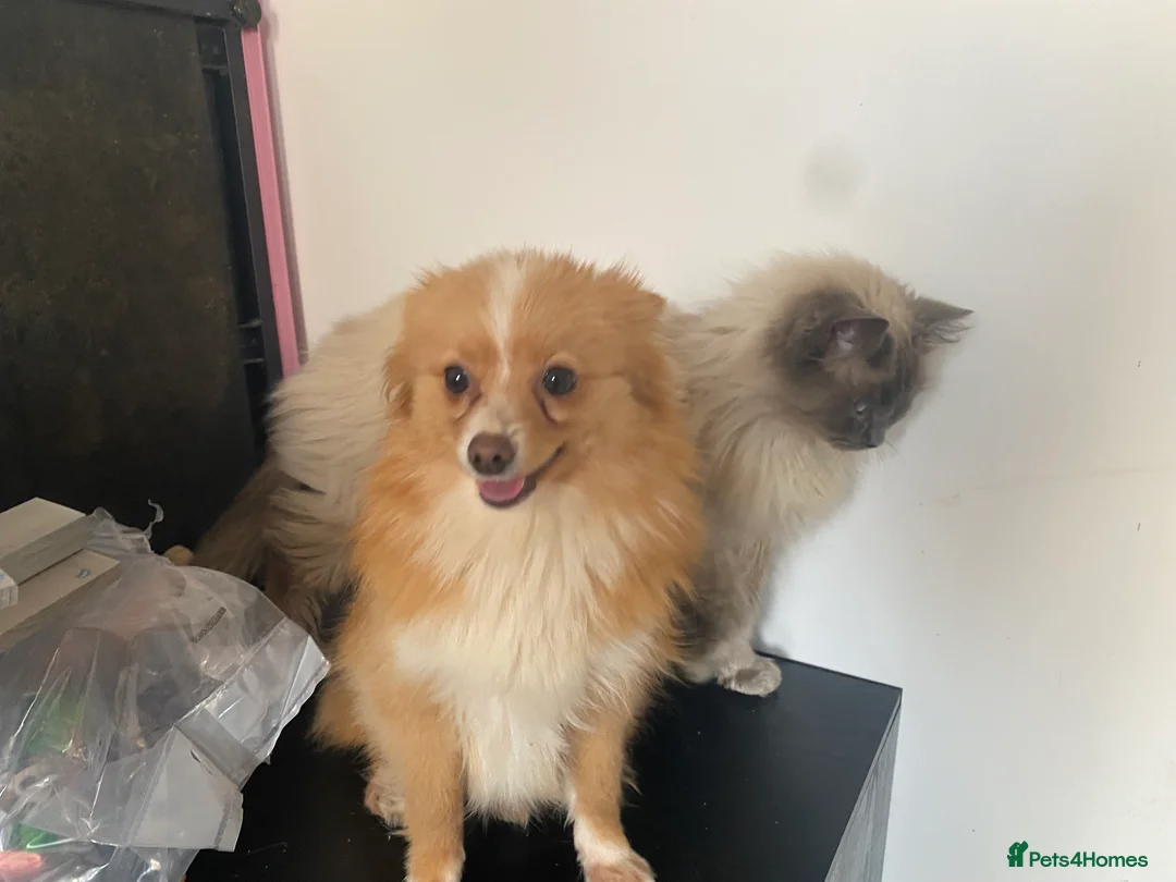 Pomeranian dogs for sale: 3 females for sale  - Advert 4