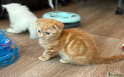 Munchkin cats for sale: Exceptional Quality & Extremely Rare Silver Minuet - Image 19