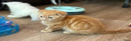 Munchkin cats for sale: Exceptional Quality & Extremely Rare Silver Minuet - Advert 19