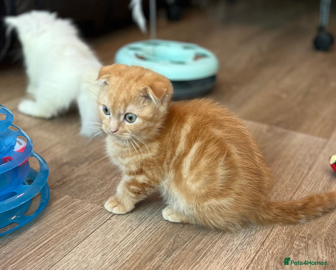 Munchkin cats for sale: Exceptional Quality & Extremely Rare Silver Minuet - Image 19
