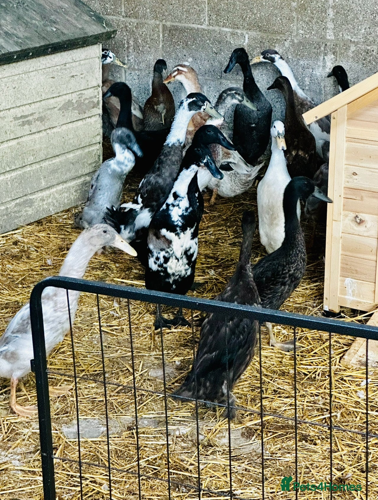 Ducks poultry Indian Runner Ducks - READY NOW - Advert 5