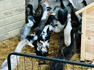 Ducks poultry Indian Runner Ducks - READY NOW - Advert 3