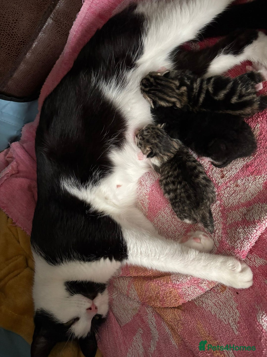 Domestic Shorthair cats for sale: Rescued kittens  - Image 5