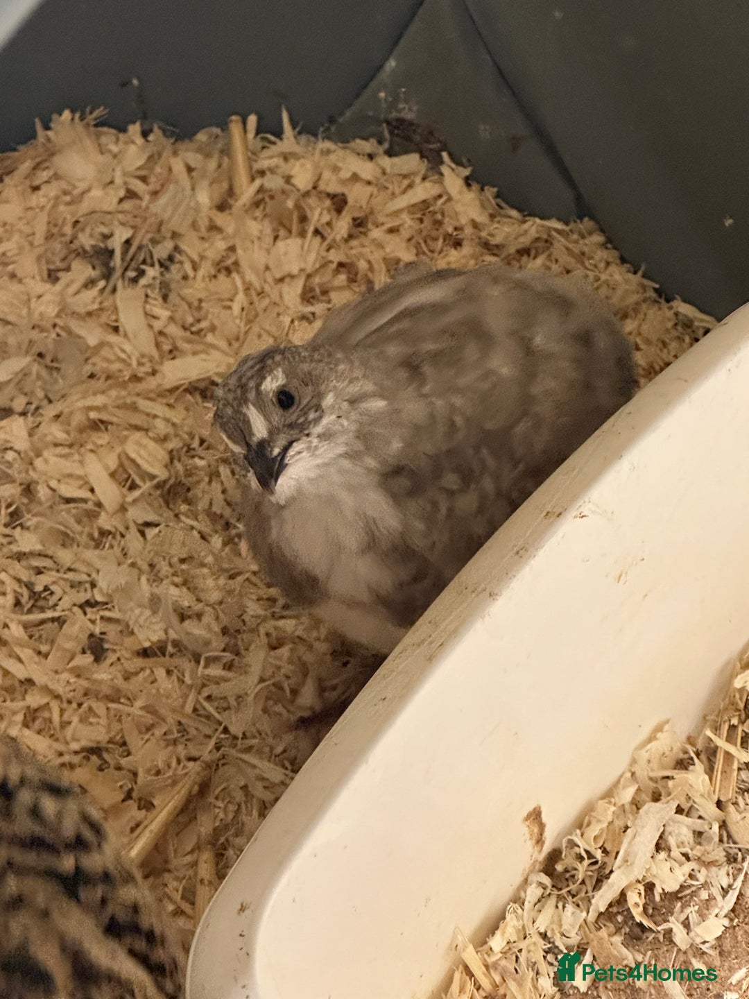Quail poultry for sale: Young Male and Female Coturnix Quail  - Advert 4