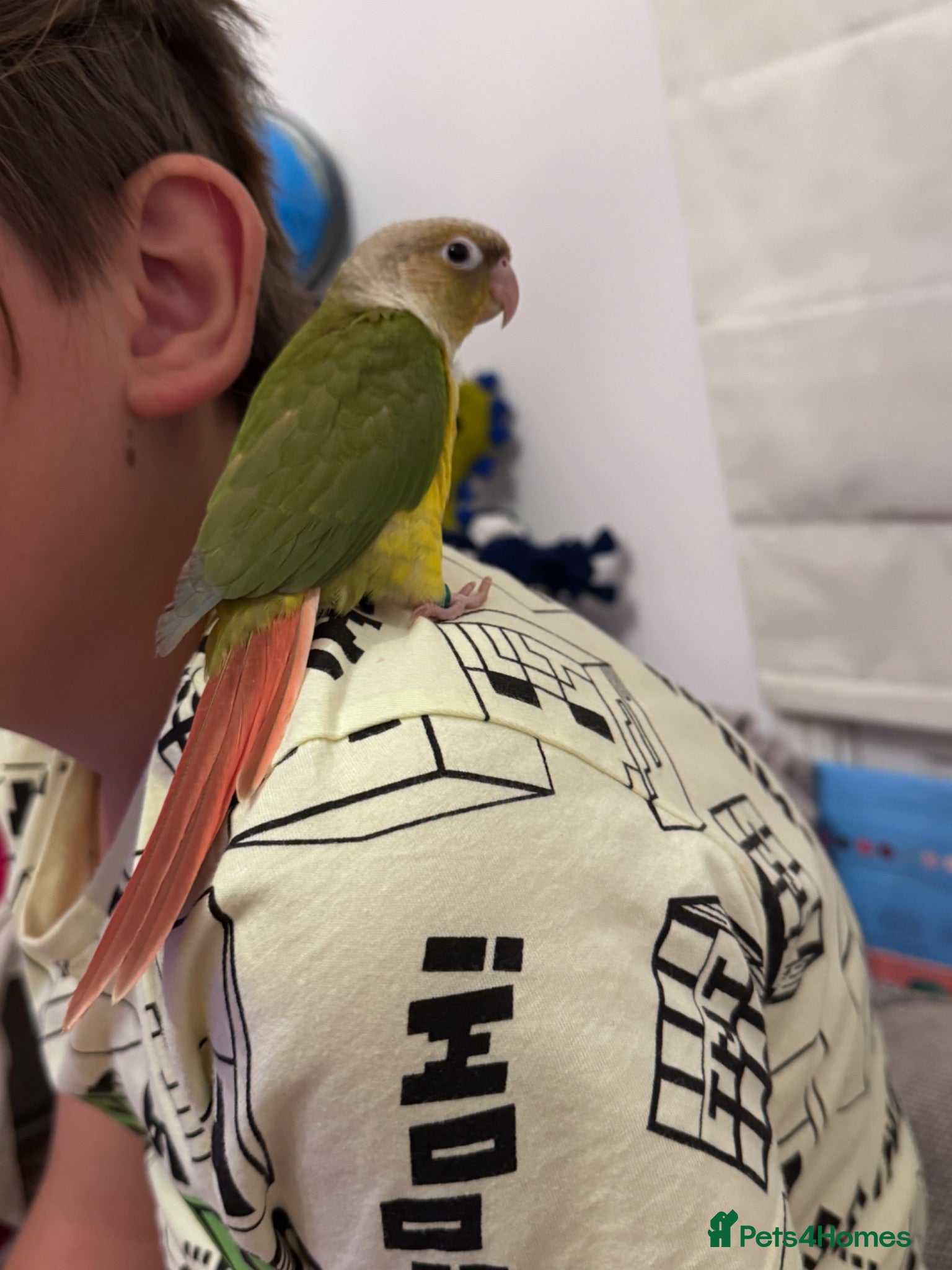 Conures birds Tamed baby conures - Advert 2