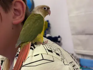 Conures birds 2 tamed, hand reared baby conures - Advert 2
