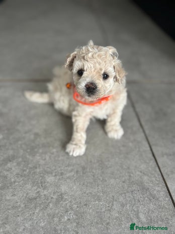 Poochon dogs - Advert 2