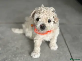 Poochon dogs 4 Girls Poochon white/Beige 4 reserved 0 avaliable - Advert 2