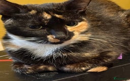 British Longhair cats for sale: 5 beautiful kittens for sale - Image 10