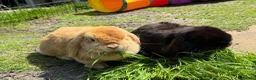 Mini Lop rabbits for sale: Really friendly pure mini lop girls - Advert 4