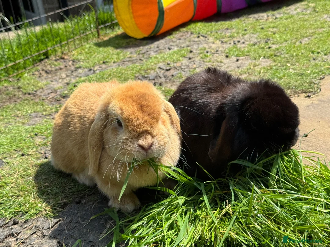Mini Lop rabbits for sale: Really friendly pure mini lop girls - Advert 4