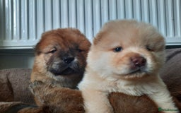Chow Chow dogs for sale: Chow chow puppies for sale - Image 6