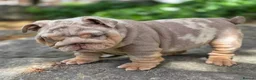 English Bulldog dogs for sale: Mr Muscles litter English Bulldogs - Advert 6