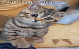 British Shorthair cats for sale: British kittens  - Advert 2