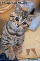 British Shorthair cats British kittens - Advert 2