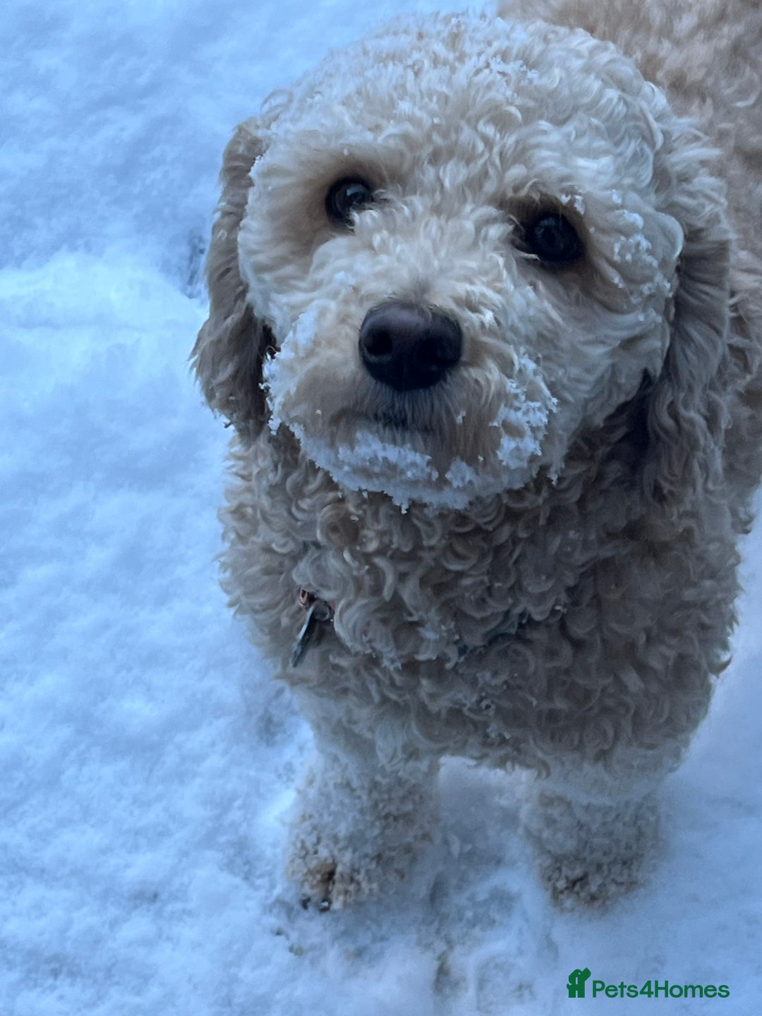 Mixed Breed dogs for sale: Gorgeous, friendly Cavapoochon - Advert 2